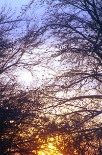 Low angle view of silhouette tree against sky