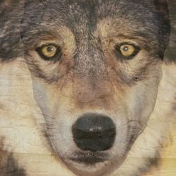 Close-up portrait of a cat