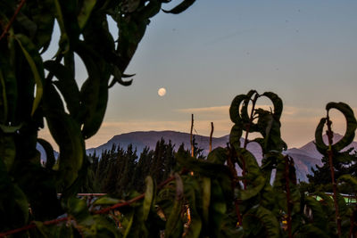 Close-up of silhouette plants against sky during sunset