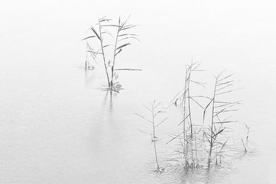 Close-up view of leaf