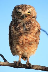 Low angle view of owl perching on rock