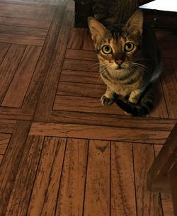 High angle portrait of cat sitting on hardwood floor