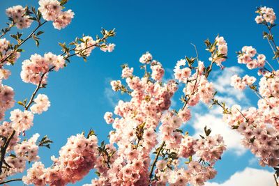 Low angle view of flowers blooming on tree