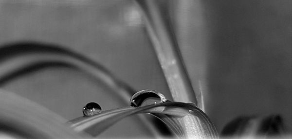 Close-up of water drop