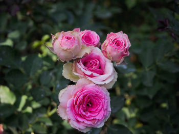 Close-up of pink rose