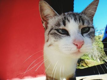 Close-up portrait of cat