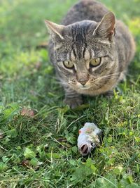 Portrait of a cat on field