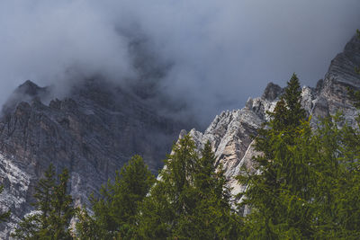 Low angle view of trees on mountain against sky