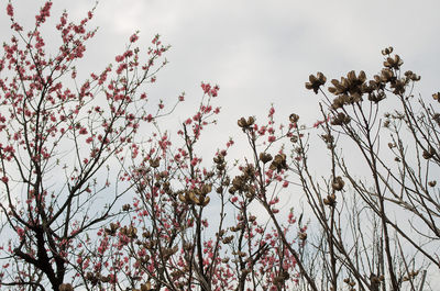 Low angle view of pink flowers