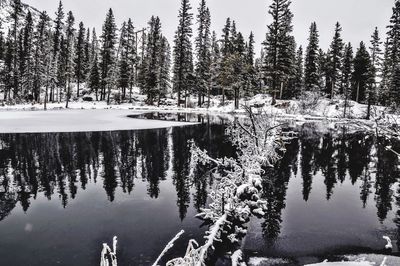 Scenic view of lake in forest during winter