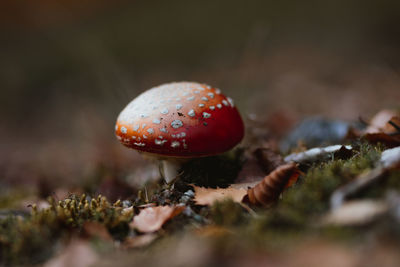 Close-up of red mushroom on field