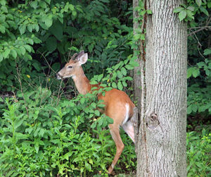 Side view of a deer looking away