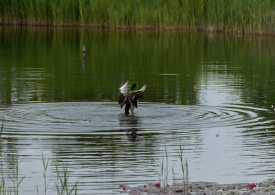 Bird flying over lake