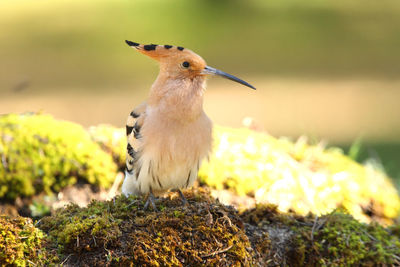 Close-up of a bird perching on rock