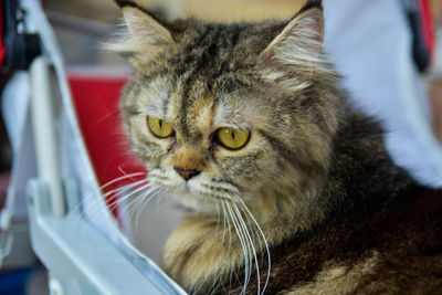 Close-up portrait of cat