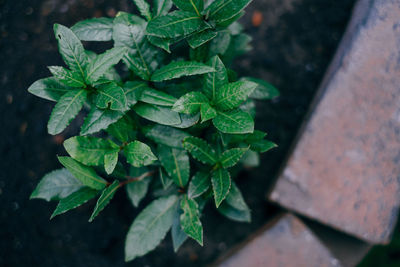 High angle view of potted plant