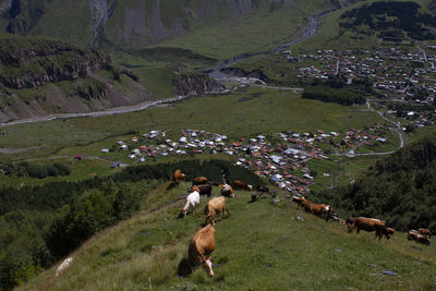 High angle view of horses on field
