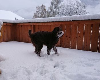 Dog of snow by wooden fence
