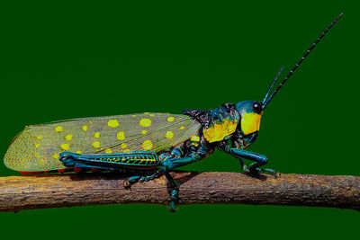 Close-up side view of an insect perching on leaf