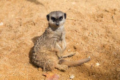 Portrait of meerkat sitting on land