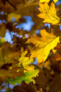 Close-up of leaves on ground