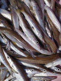 Full frame shot of fish for sale at market