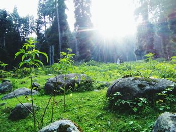 View of trees in forest