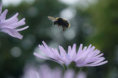 Close-up of purple flowers