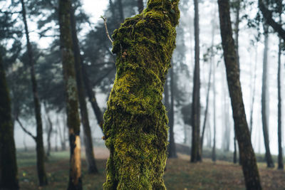 Close-up of tree trunk