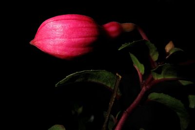 Close-up of strawberry over black background