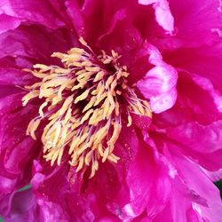 Close-up of pink flower