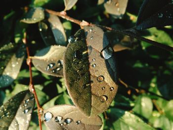 Close up of leaves