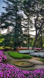 View of flowering plants in park