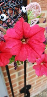 Close-up of pink flowering plant