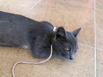 High angle view of a cat