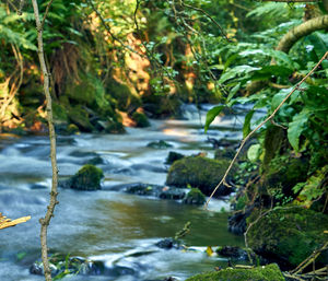 River flowing through rocks in forest