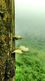 Close-up of mushrooms on tree trunk