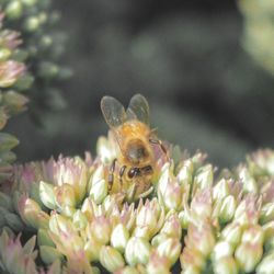 Close-up of bee on flower