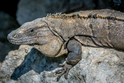 Close-up of lizard on rock