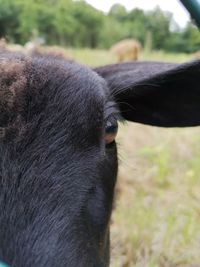 Close-up of black horse on field