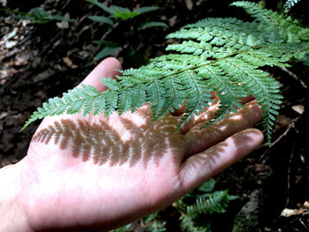 Close-up of hand holding plant