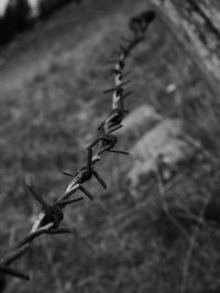 Close-up of barbed wire fence