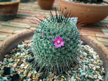 Cactus growing in back yard