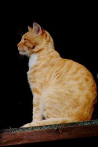 Ginger cat against black background