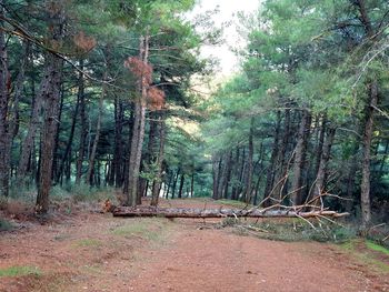 Trees in forest