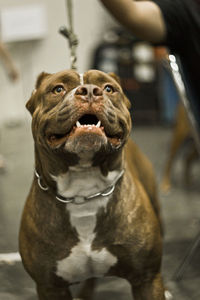 Close up portrait of abkc purebred original american pit bull classic dog in urban surrounding