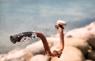 Close-up of crab on sea shore