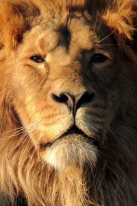 Close-up portrait of lion