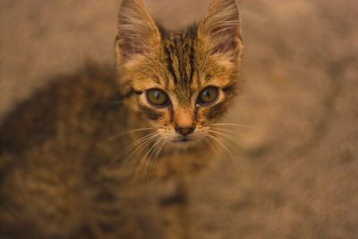 Close-up portrait of cat