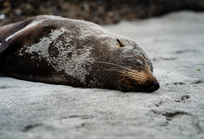 A seal sleeping covered in sand on wharariki beach